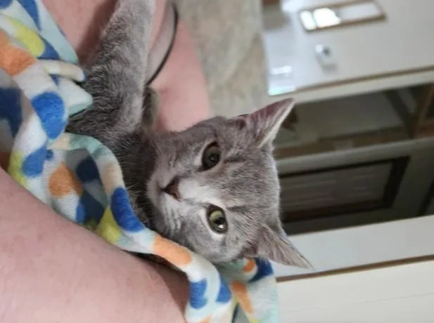 A young small-sized female Tabby (Gray / Blue / Silver) Domestic Medium Hair cat named Tinker for adoption in Johnson City, TN