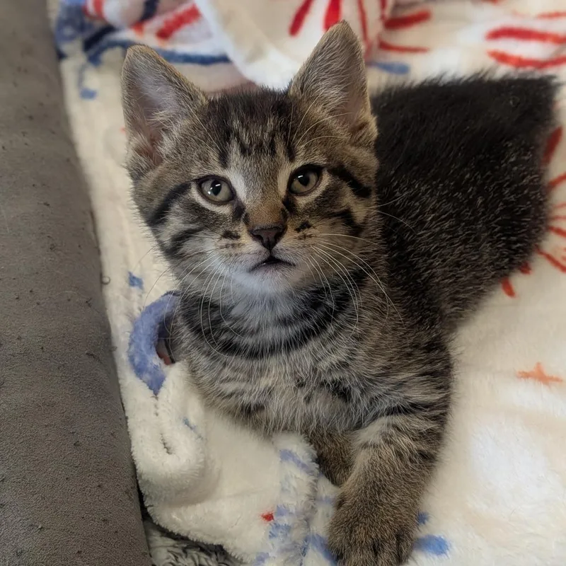 A baby small-sized male Brown / Chocolate Domestic Short Hair cat named Miller for adoption in Prairie du Chien, WI