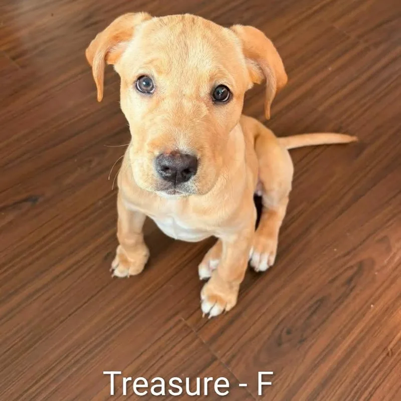 A baby medium-sized female Yellow / Tan / Blond / Fawn Labrador Retriever dog named Treasure for adoption in Griswold, CT