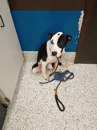 An adult medium-sized male Mixed Breed dog named Atom for adoption in Atlanta, GA