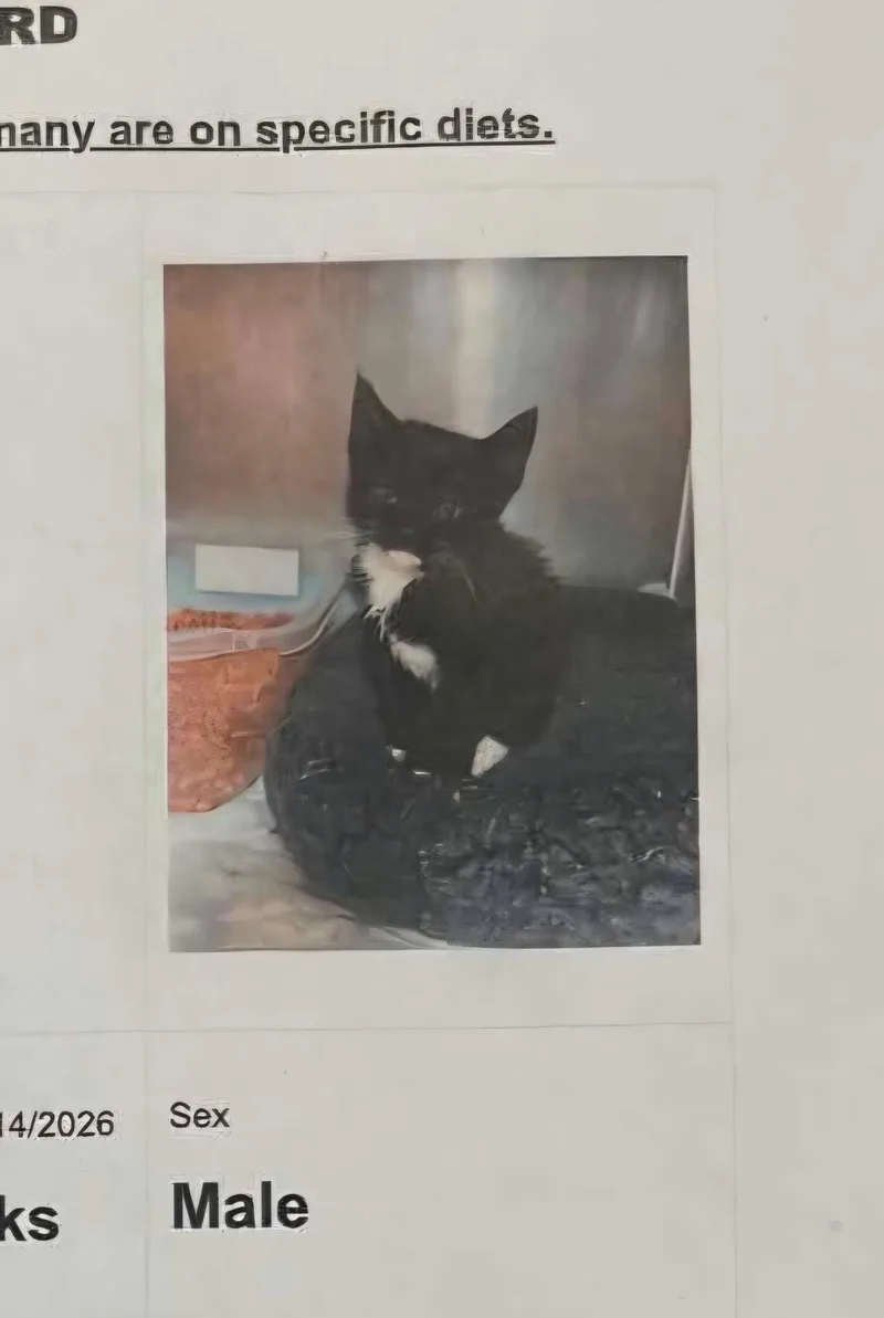 A baby medium-sized male Domestic Medium Hair cat named Stink Bug for adoption in Holbrook, NY