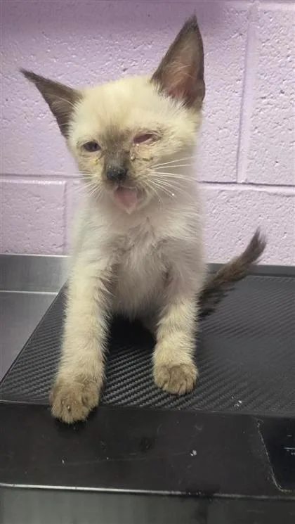 A baby small-sized female White Domestic Medium Hair cat named 61238086 for adoption in El Paso, TX
