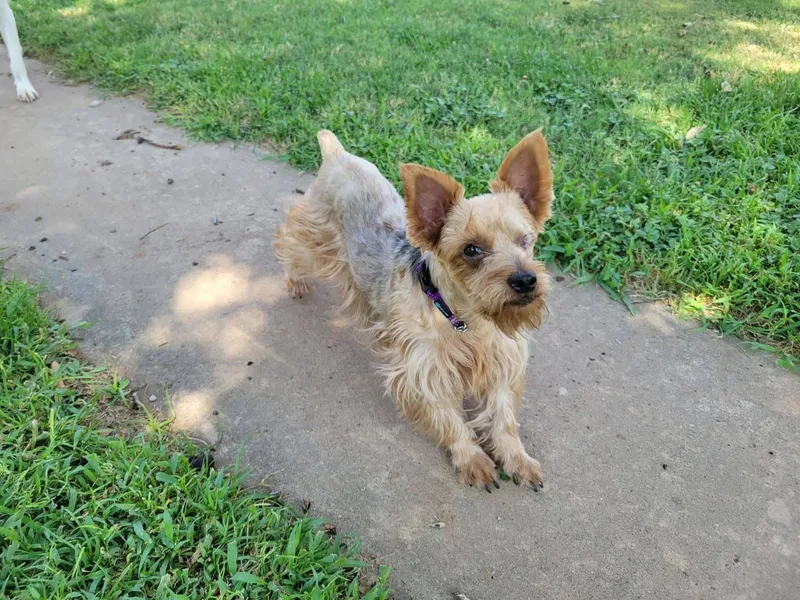 An adult small-sized female Yorkie Poo dog named Mila for adoption in Joliet, IL
