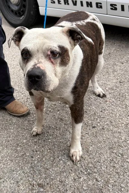 An adult large-sized female Mixed Breed dog named Bear for adoption in Dallas, TX