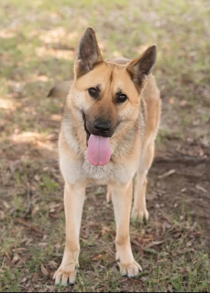 A young large-sized female German Shepherd Dog dog named Abby for adoption in Southaven, MS