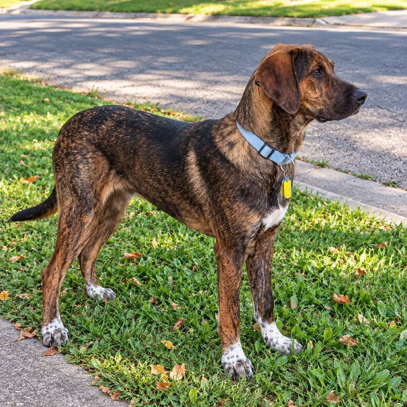 A baby extra large-sized male Brindle Redbone Coonhound dog named Ringo for adoption in Plain City, OH