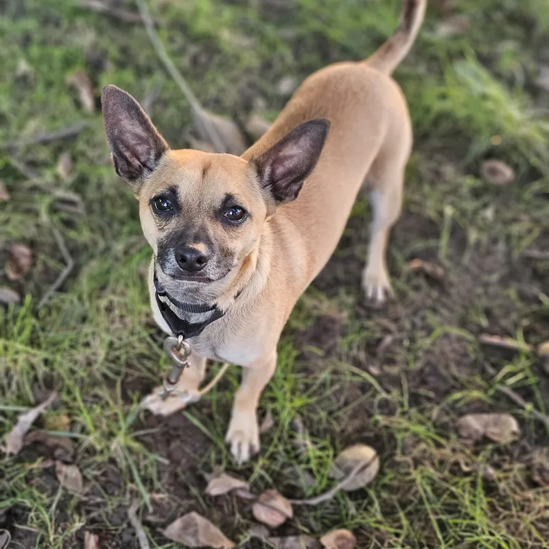 A young small-sized male Chihuahua dog named Baxter Springfield for adoption in O Fallon, IL