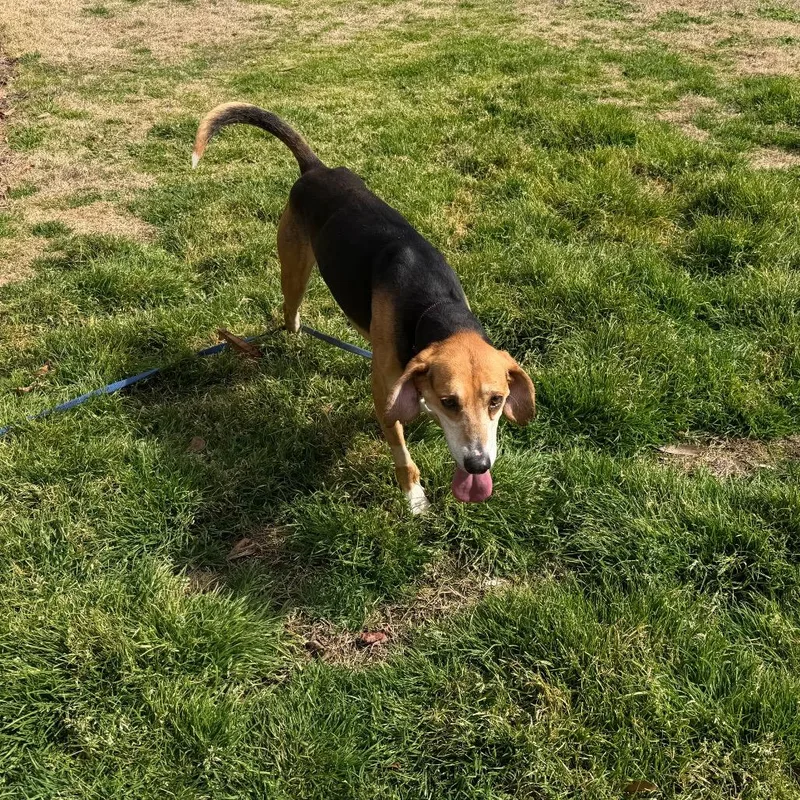 Silly Goose thumbnail 4