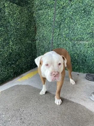 An adult medium-sized female Pit Bull Terrier dog named Coco for adoption in El Paso, TX