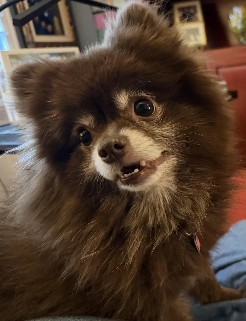 An adult small-sized male Pomeranian dog named Kahlua for adoption in Garland, TX