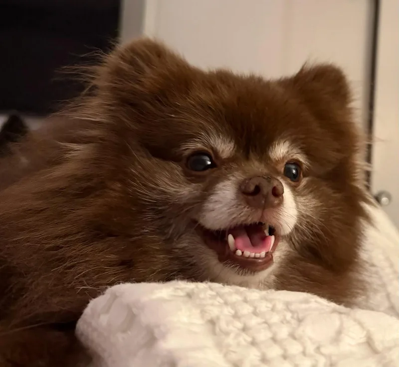Kahlua thumbnail 2