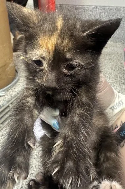 A baby small-sized female Domestic Short Hair cat named Mocha for adoption in West Chester, PA