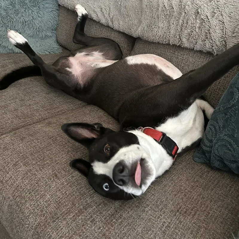 An adult large-sized female Black Border Collie dog named Luna for adoption in Glendale, AZ