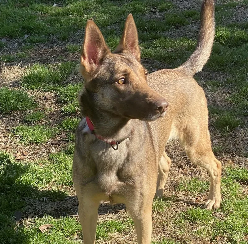 A young medium-sized female Brown / Chocolate German Shepherd Dog dog named Mali for adoption in Raleigh, NC