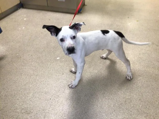 A baby medium-sized male Pit Bull Terrier dog named Snoopy for adoption in Riverside, CA