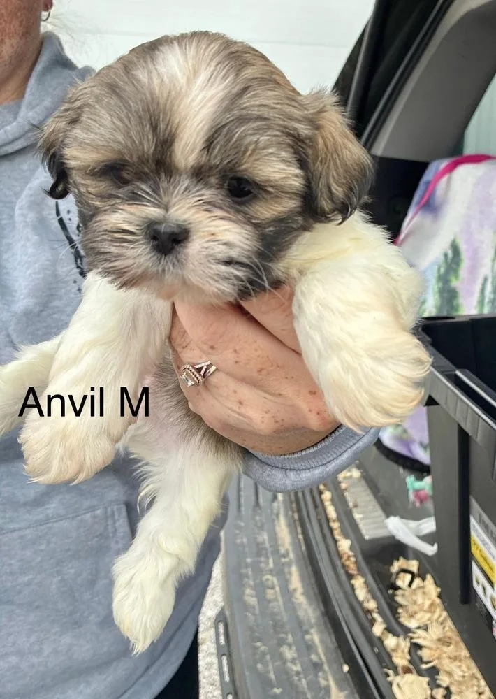 Anvil thumbnail 3