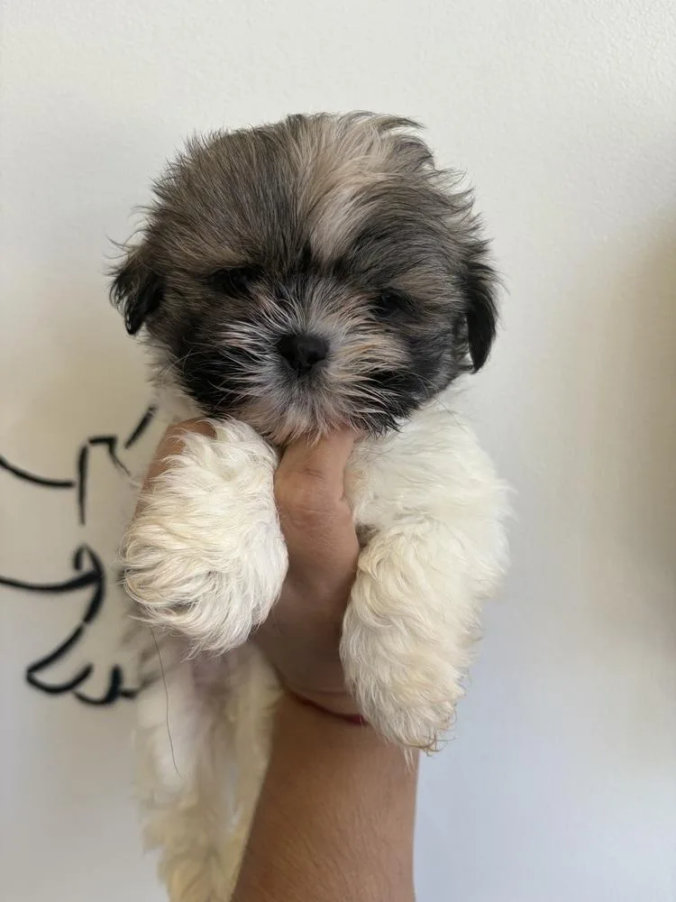Anvil thumbnail 4