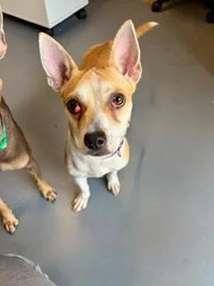 A young small-sized female Yellow / Tan / Blond / Fawn Chihuahua dog named Princess for adoption in Winter Haven, FL