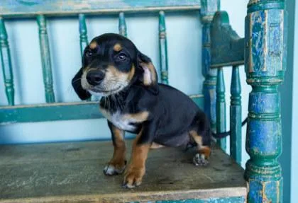 A baby small-sized female Doberman Pinscher dog named Ruby for adoption in San Antonio, TX