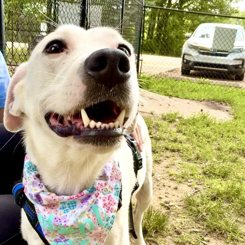 Ellie Mae thumbnail 4