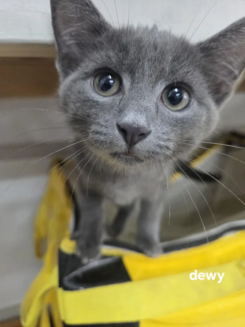 Dewy thumbnail 2