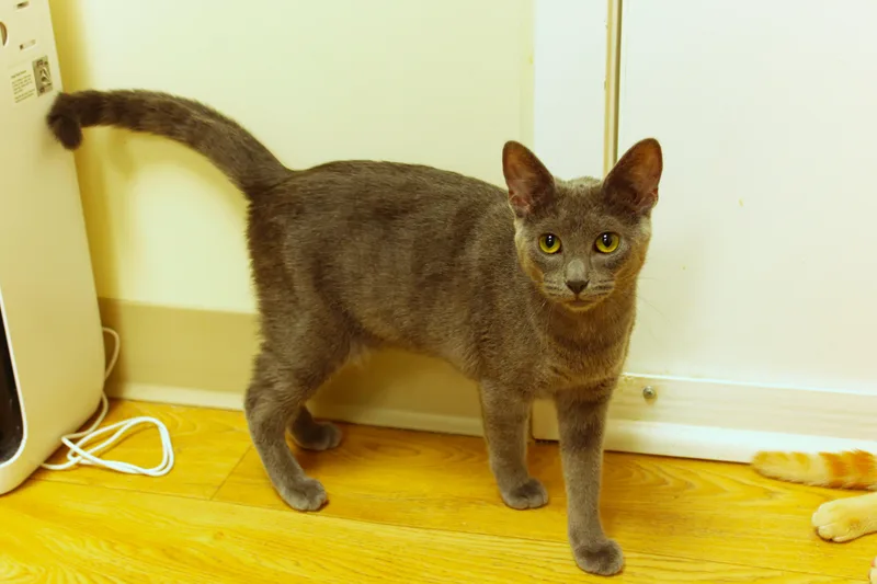 A baby medium-sized female Gray / Blue / Silver Russian Blue cat named Ash for adoption in Urbana, OH