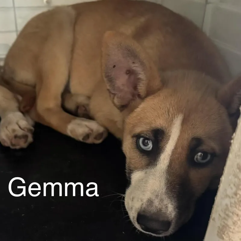 Gemma