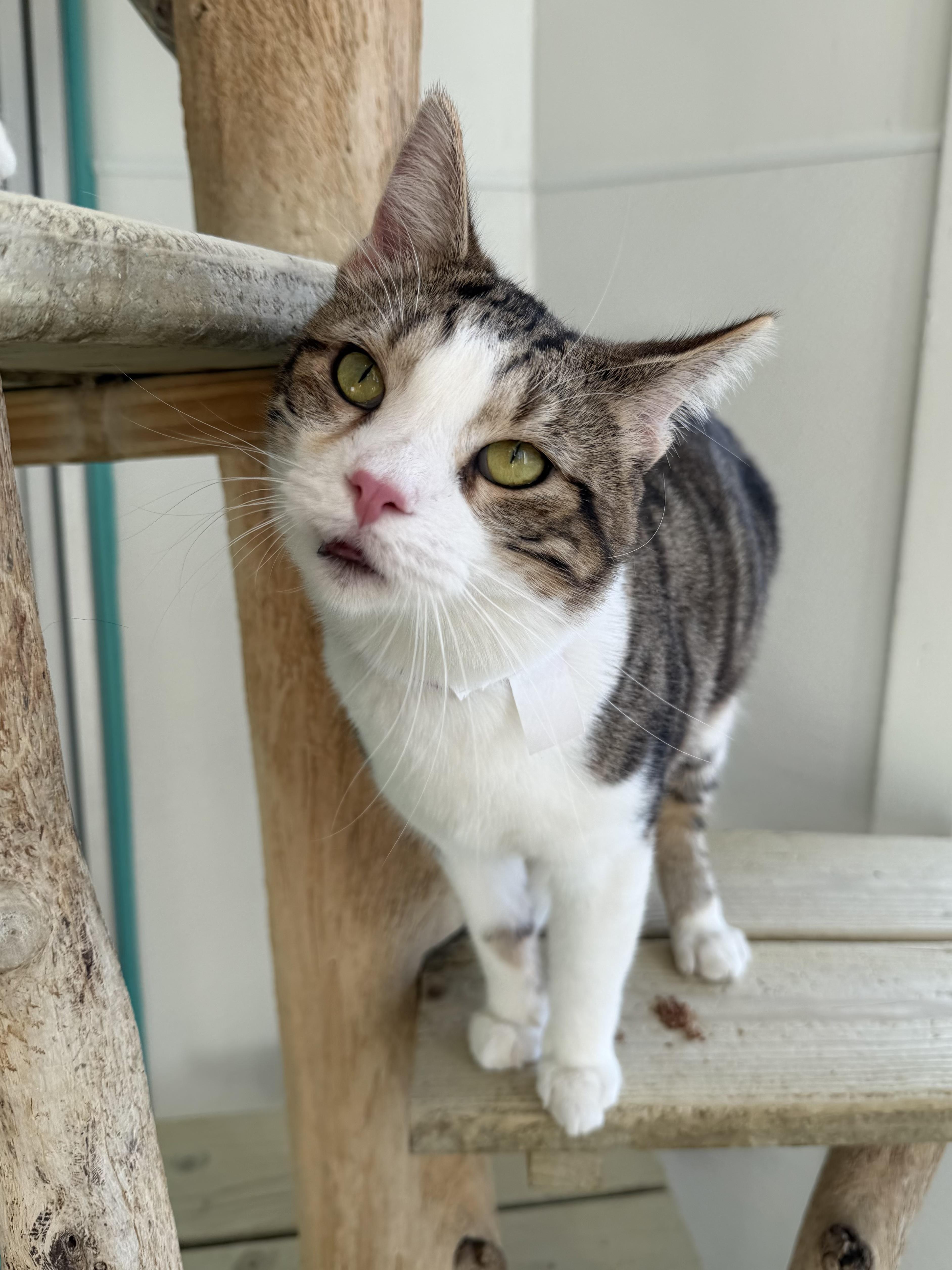 Stroganoff thumbnail 2