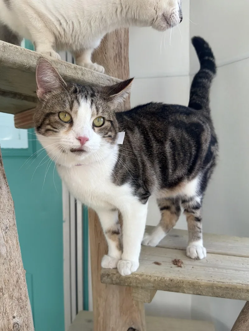 Stroganoff thumbnail 4