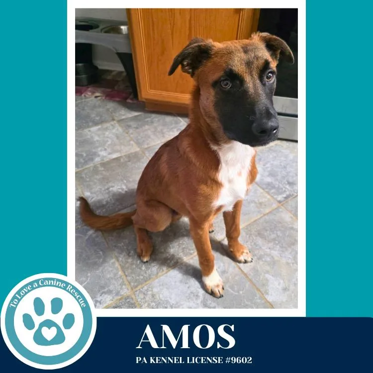 Amos