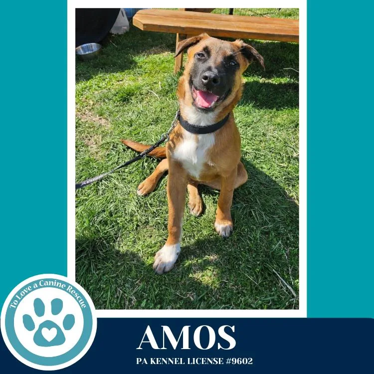 Amos thumbnail 2