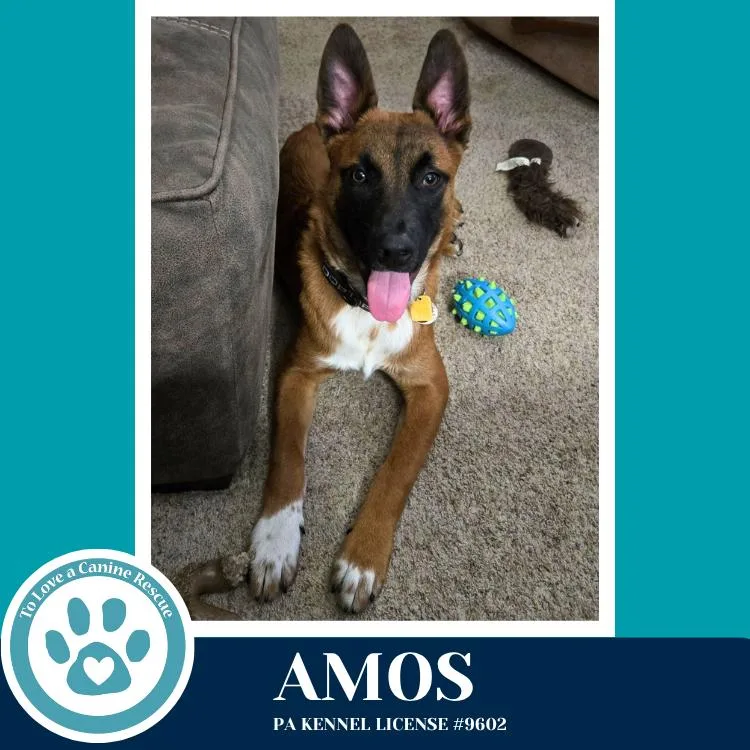 Amos thumbnail 3
