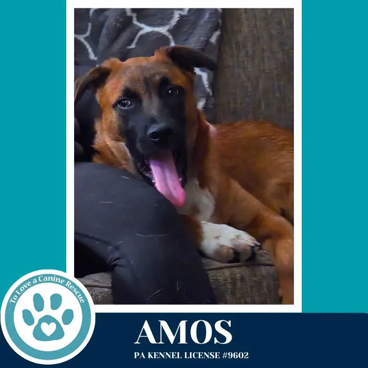 Amos thumbnail 4