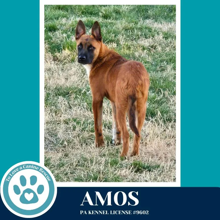 Amos thumbnail 5