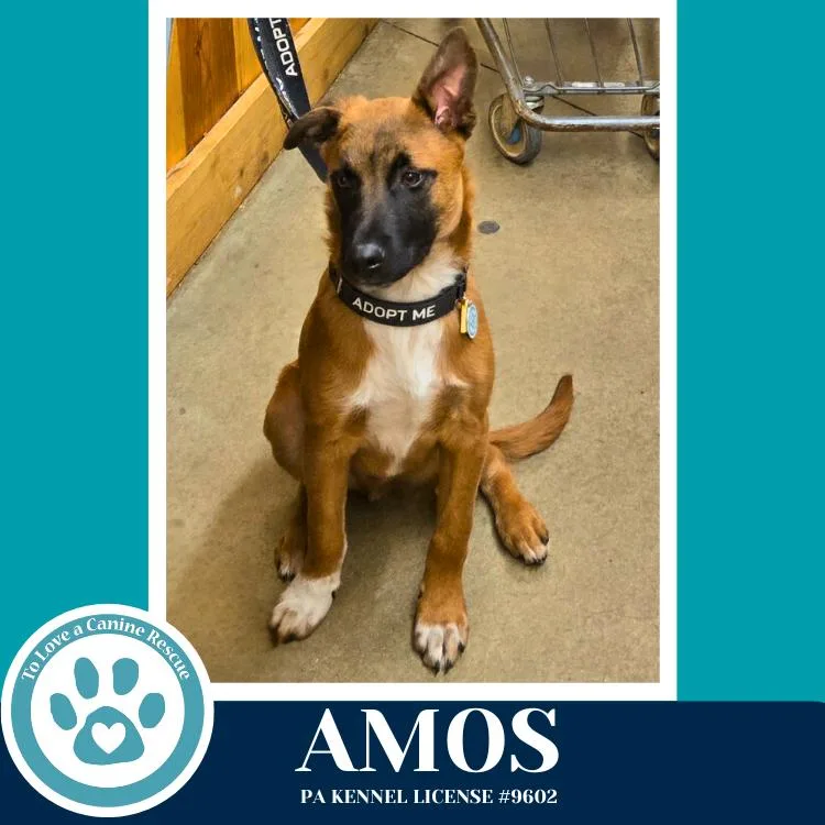 Amos thumbnail 6