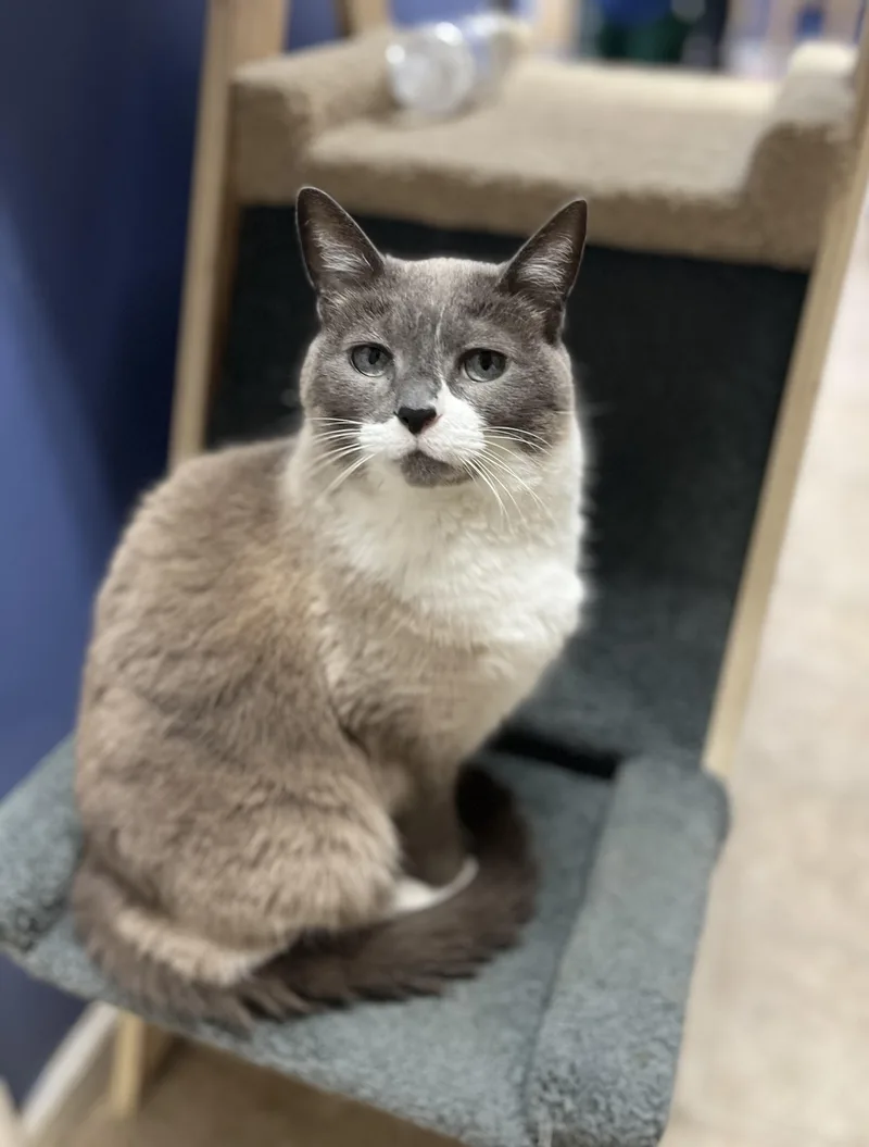 An adult medium-sized female Seal Point Domestic Short Hair cat named Ziva for adoption in Toledo, OH
