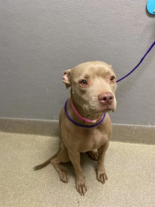 An adult large-sized female Pit Bull Terrier dog named Cece for adoption in Las Vegas, NV