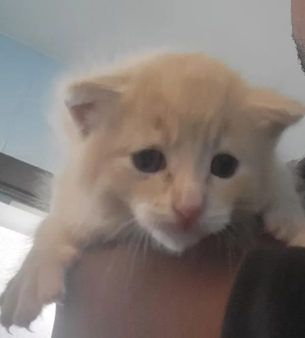 A baby small-sized male Domestic Short Hair cat named Kc Puff for adoption in Lawrenceville, GA