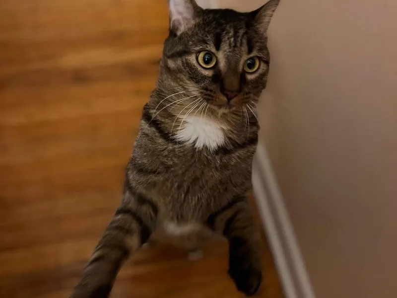 An adult medium-sized female Domestic Short Hair cat named Clove for adoption in Philadelphia, PA