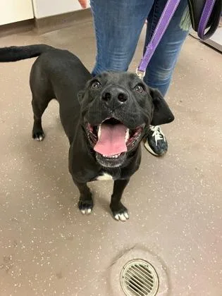 An adult medium-sized male Mixed Breed dog named Kaiser for adoption in South Bend, IN
