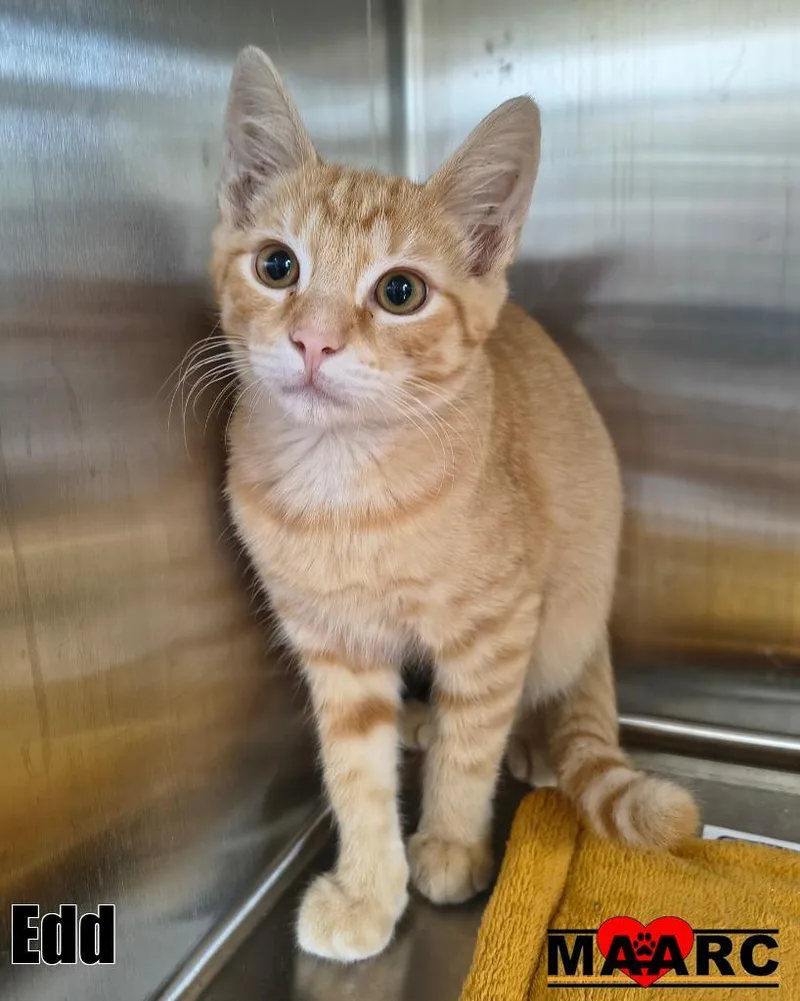 A baby medium-sized male Domestic Short Hair cat named Edd for adoption in Maryville, TN