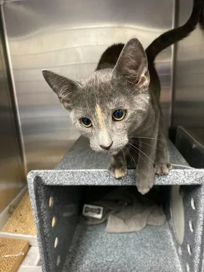 A baby small-sized female Domestic Short Hair cat named Smoke Show for adoption in Daytona Beach, FL