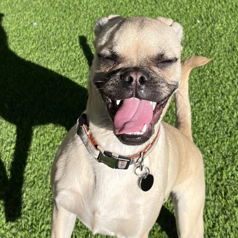 A young small-sized male Yellow / Tan / Blond / Fawn Pug dog named Fraser for adoption in Las Vegas, NV
