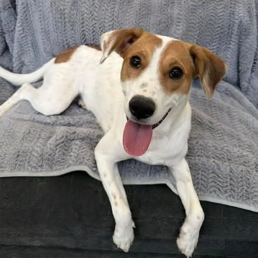 A young medium-sized female Husky dog named Mila for adoption in Chugiak, AK