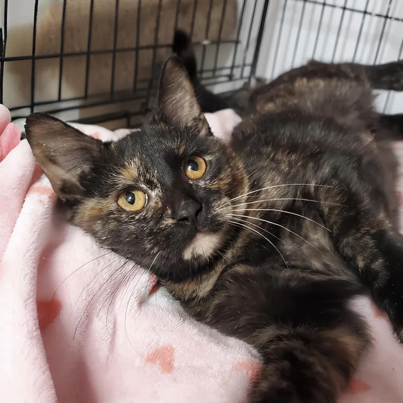 A baby medium-sized female Domestic Short Hair cat named Caramel for adoption in Marseilles, IL