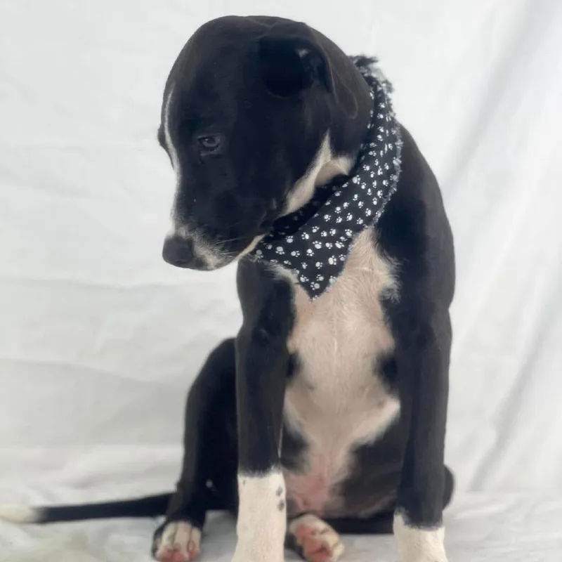 A baby medium-sized male Labrador Retriever dog named Dave Local November for adoption in Brookshire, TX