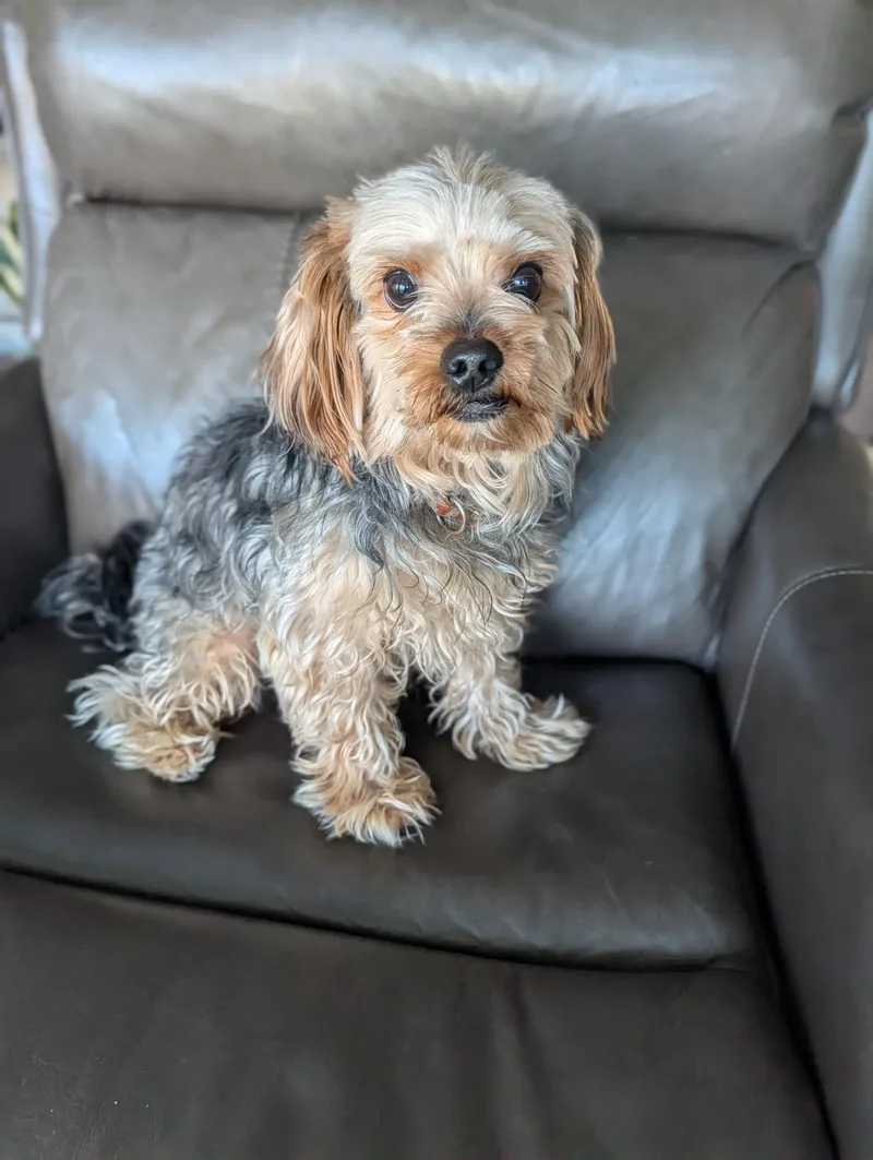 Cosmic San thumbnail 2