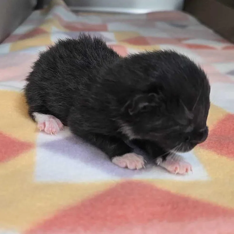 A baby small-sized female Black Domestic Short Hair cat named Cadabra for adoption in Leander, TX