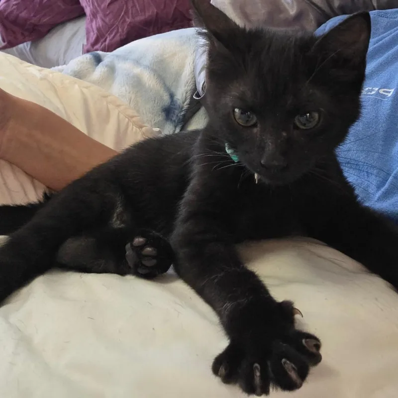 A baby small-sized female Gray / Blue / Silver Domestic Short Hair cat named Sable C for adoption in Princeton, MN