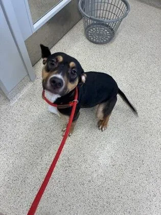 A young medium-sized female Mixed Breed dog named Pearl for adoption in Lafayette, IN